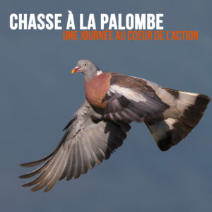 Chasse à la palombe : une journée au coeur de l'action !